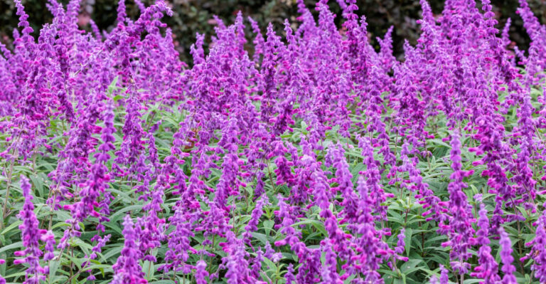 salvia