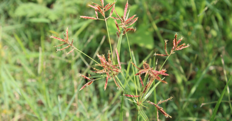These 7 Plants Are Being Banned In More Oregon Counties