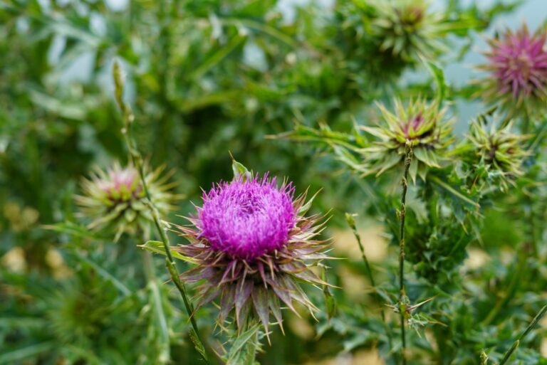thistle
