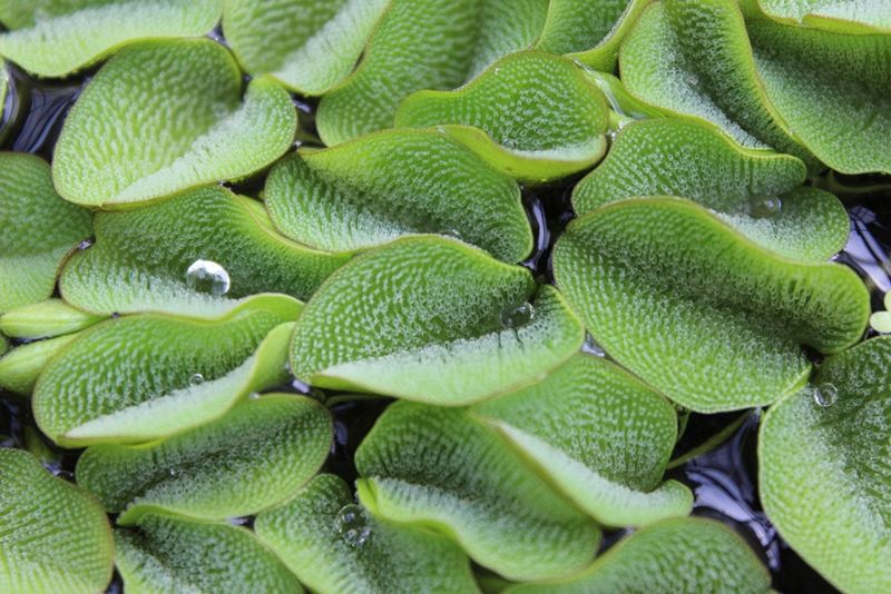 Giant Salvinia 