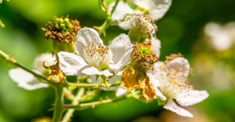 himalayan blackberry