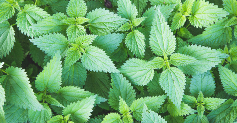 stinging nettle