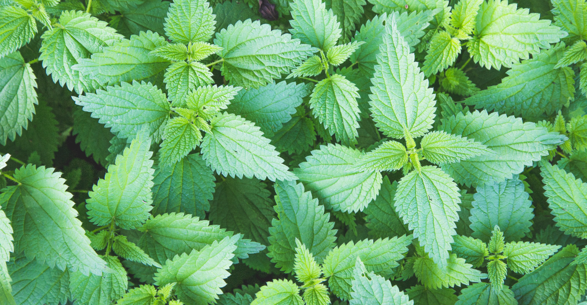 stinging nettle