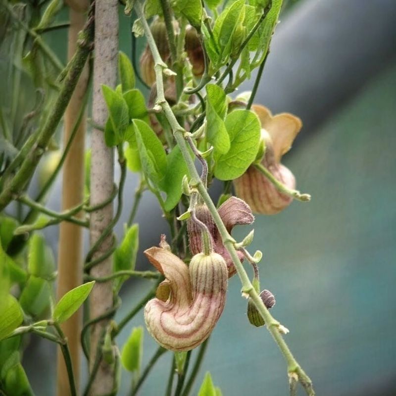 California Pipevine