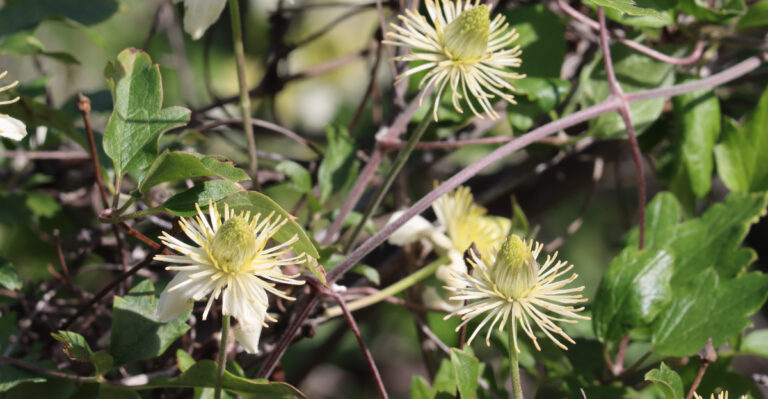 These 8 Drought-Tolerant Vines Love California Sun