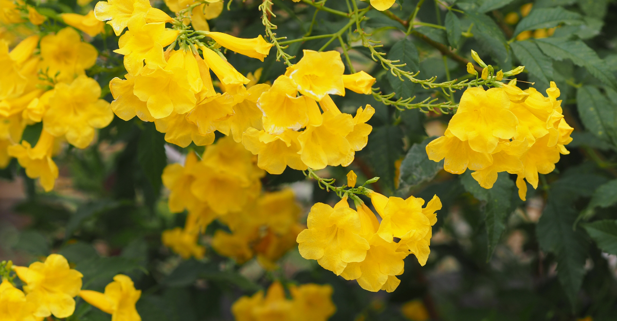 plant (featured image)