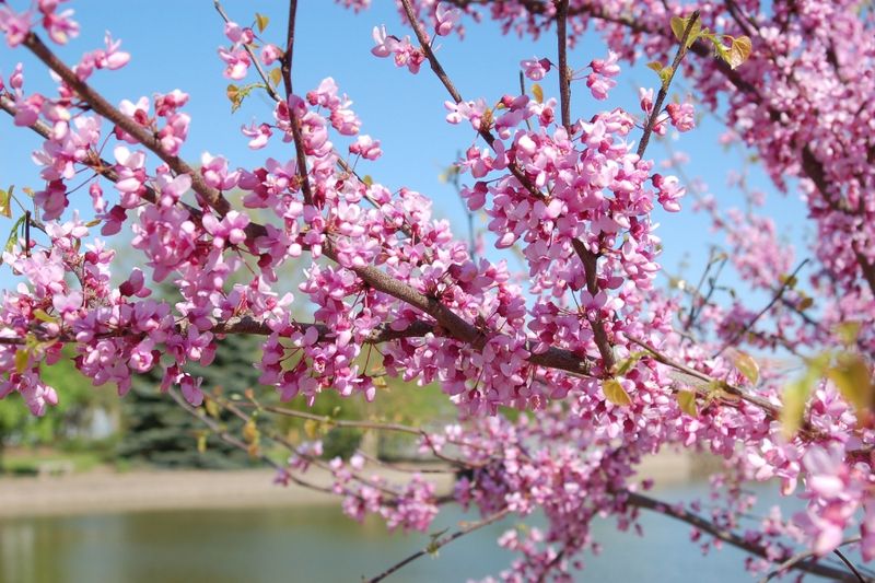 Eastern Redbud (Cercis canadensis)