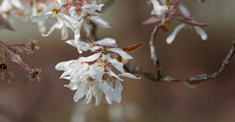 flowering tree
