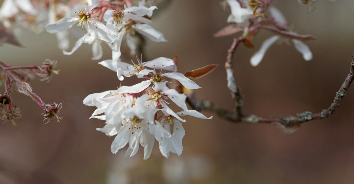 flowering tree