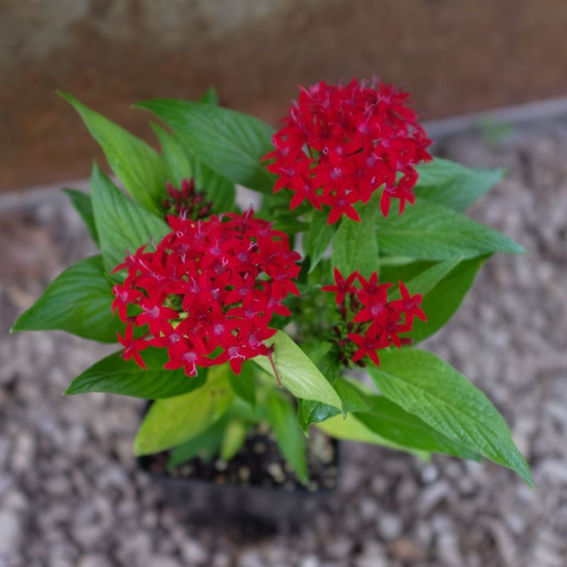 Plant Pentas For Nonstop Summer Color In Heat
