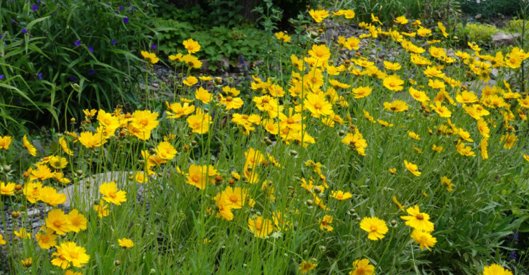coreopsis
