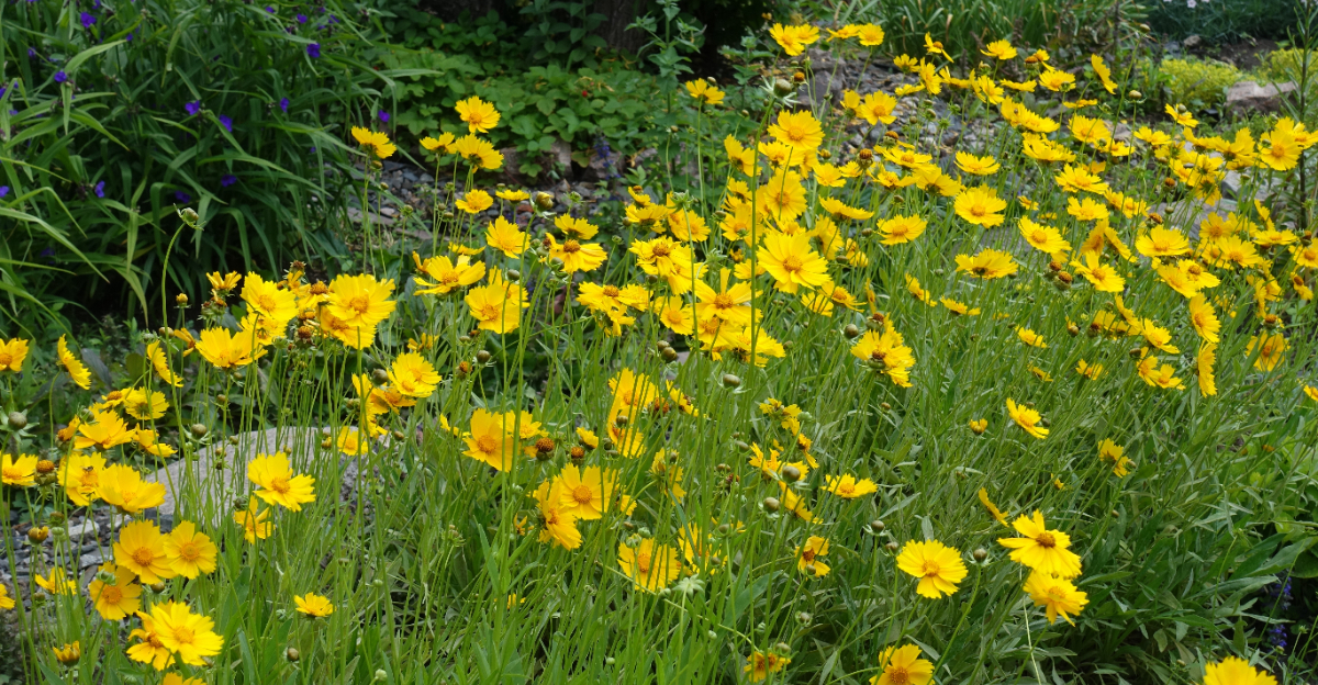coreopsis