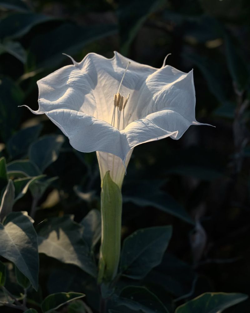Sacred Datura