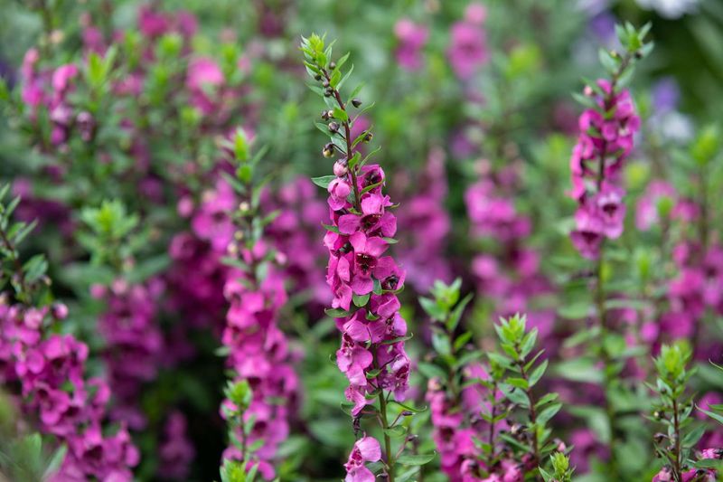 Angelonia Keeps The Flower Show Going