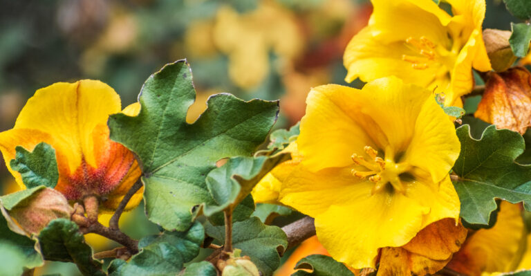 These 8 Low-Maintenance Shrubs Bring Lasting Beauty To California Gardens