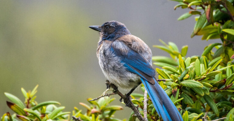 scrub jay