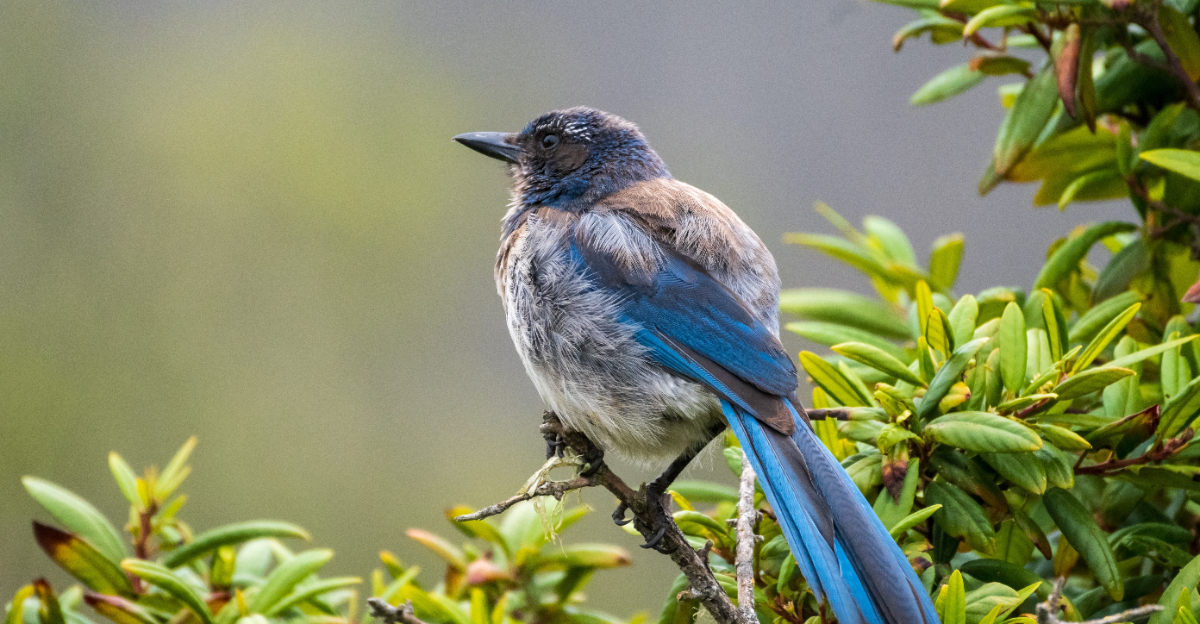 scrub jay