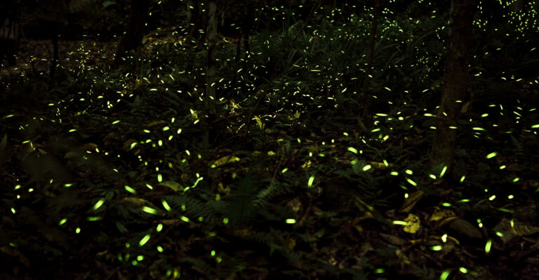 These 8 Ohio Yard Habits Are Driving Fireflies Away