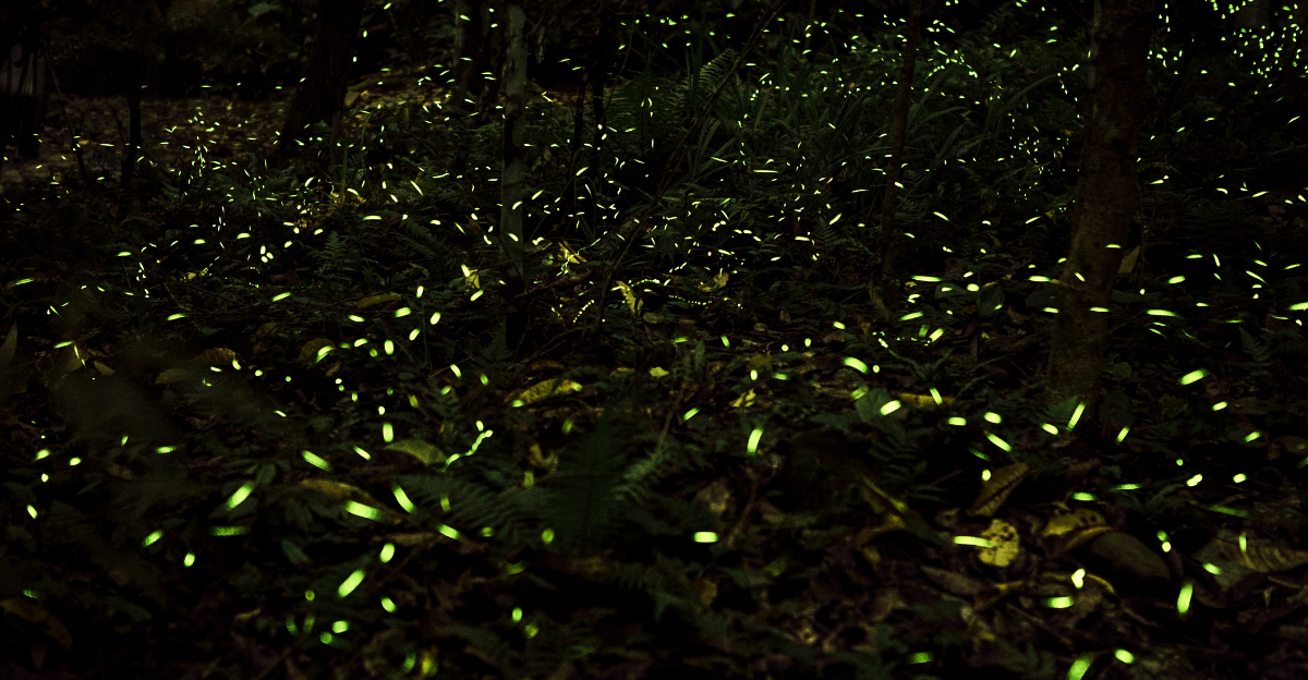 These 8 Ohio Yard Habits Are Driving Fireflies Away