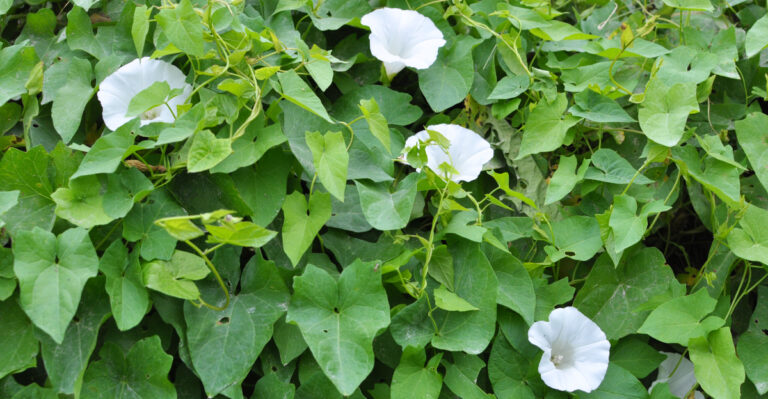 bindweed