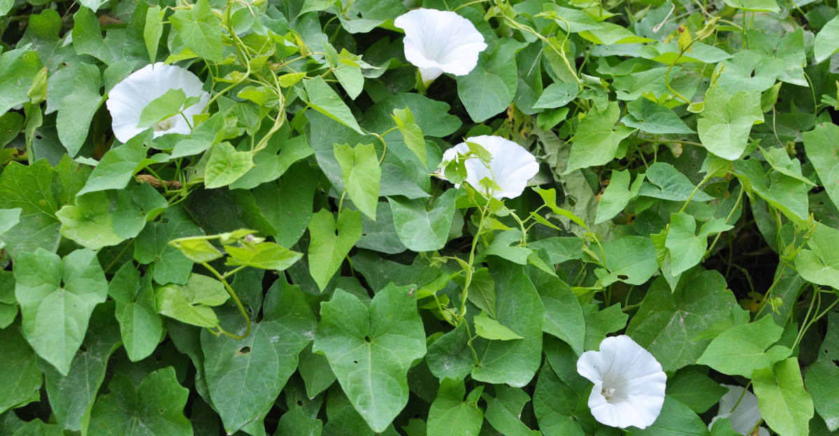 bindweed