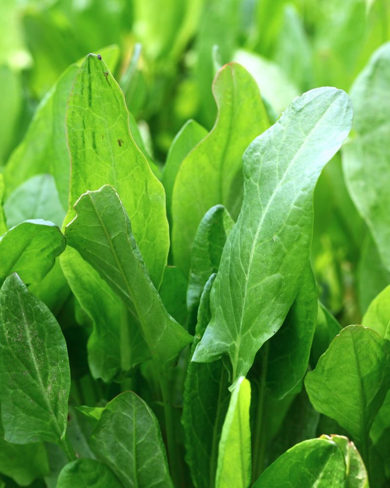 Sorrel Regrows Early And Produces Tangy Leaves