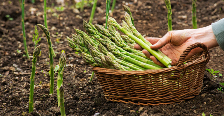 vegetables (featured image)