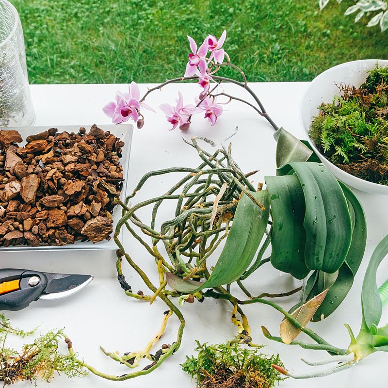 Orchids Grow Stronger With Airflow And Pot Control