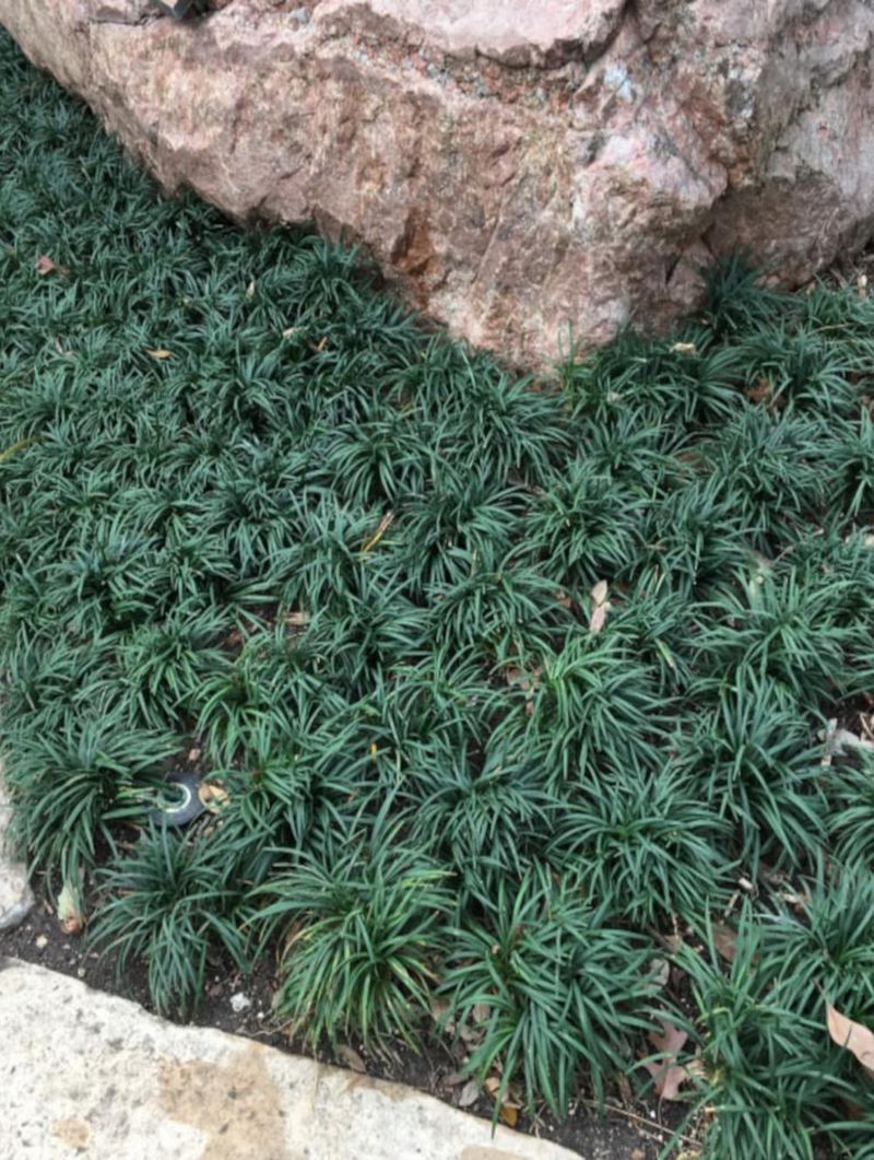 Dwarf Mondo Grass Creates A Similar Low Growing Border