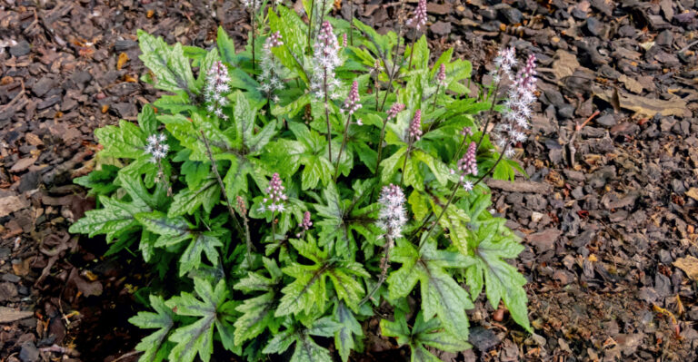 plant (featured image)