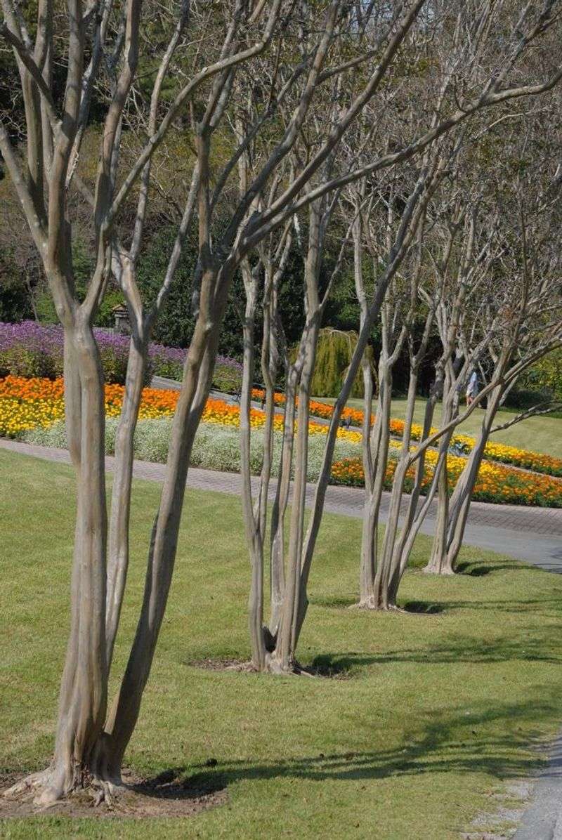 Crape Myrtle Sets Up Stronger Blooms