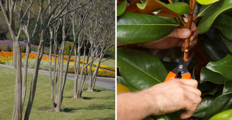 crape myrtle and magnolia pruning