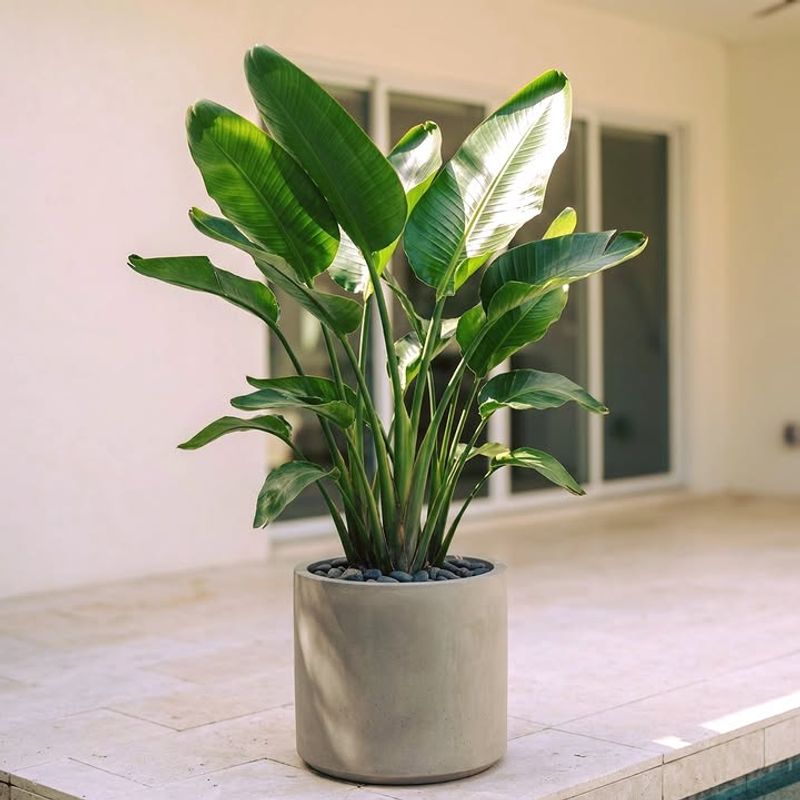 Grow Bird Of Paradise For Bold Tropical Container Impact