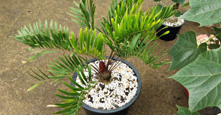 These 8 Tropical Looking Florida Plants Look Stunning In Pots All Summer With Less Water