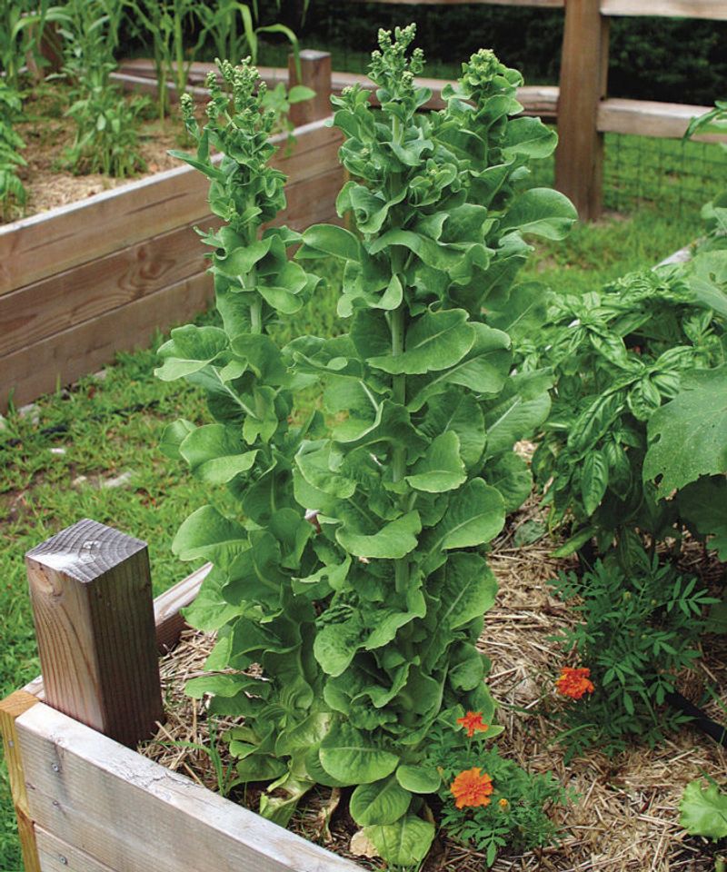 Lettuce Bolts The Moment Heat Kicks In