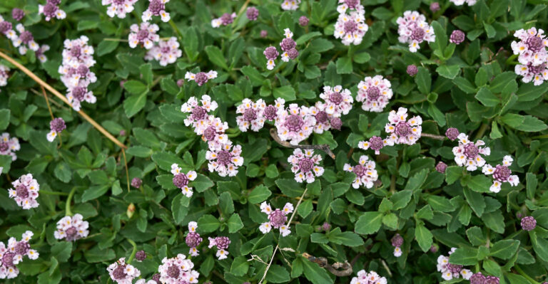 These 9 California Lawn Alternatives Choke Out Weeds Naturally