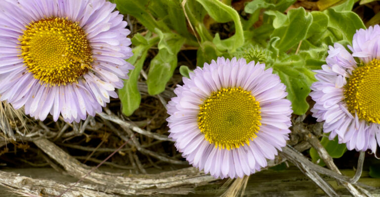These 9 California Plants Keep Blooming Even As May Heat Sets In