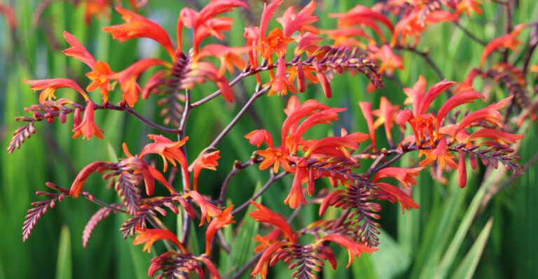 crocosmia