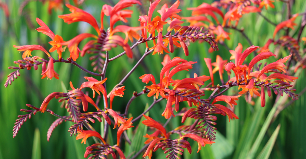 crocosmia