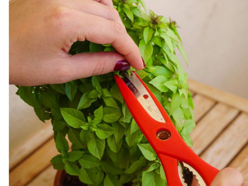 Basil (Ocimum basilicum)