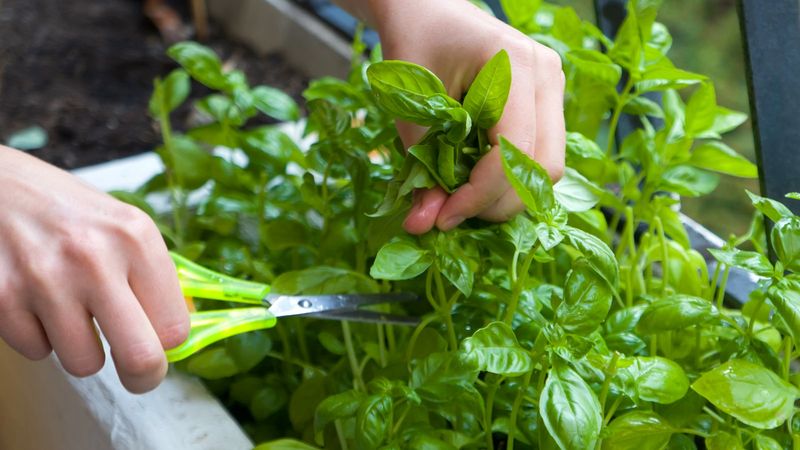 Basil (Ocimum basilicum)