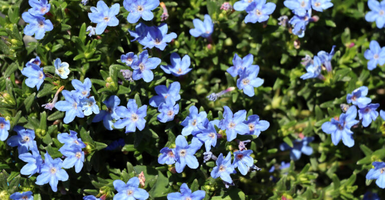 lithodora
