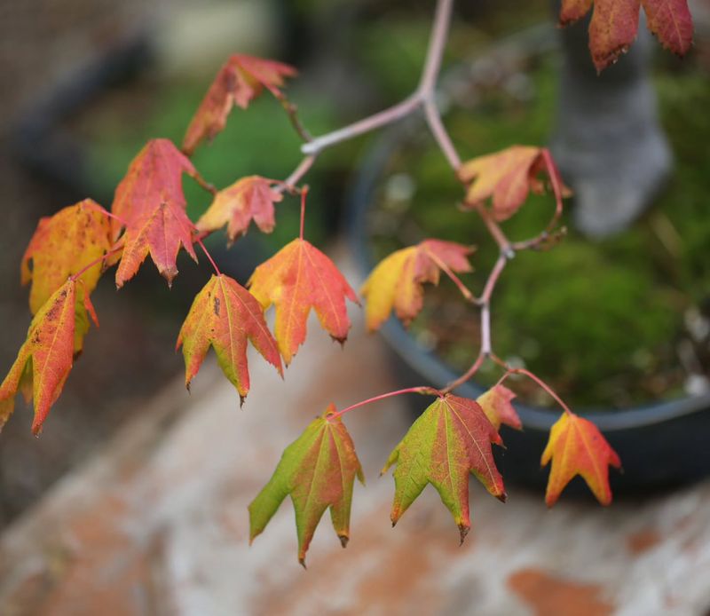 Vine Maple