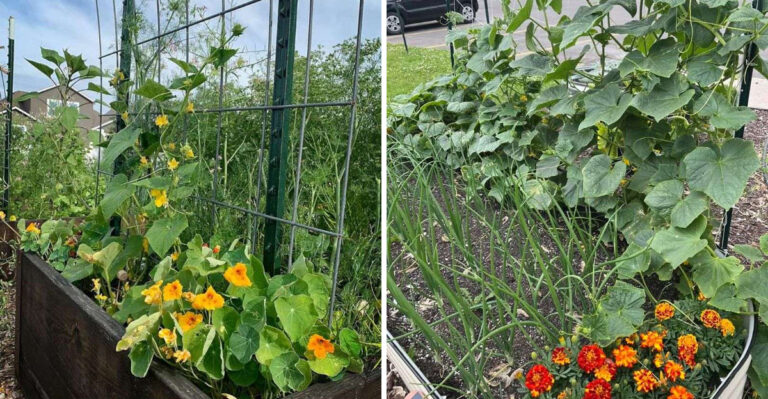 These 9 Plants Grown Under Cucumbers Can Seriously Boost Your Michigan Garden Yields