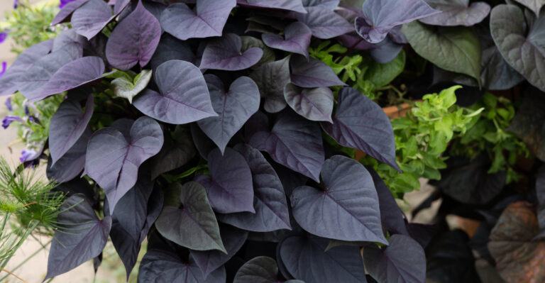 sweet potato vine