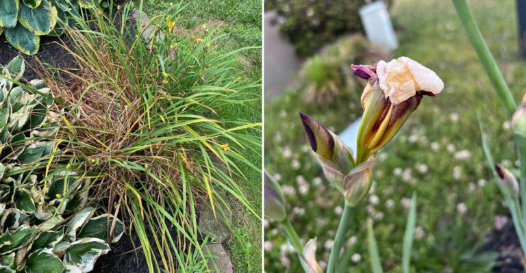 These 9 Pretty Oregon Garden Plants Become A Mess After They Bloom