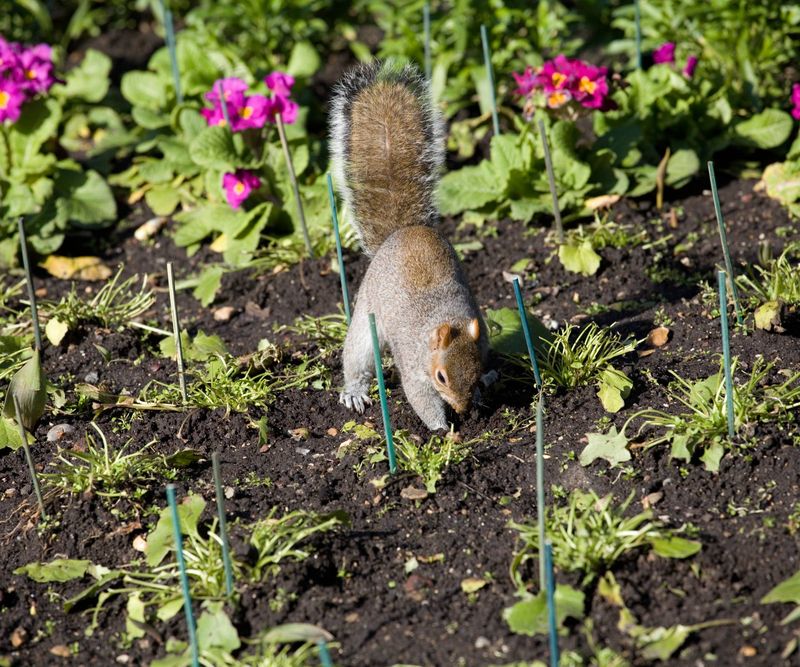 Squirrels Dig Up Bulbs While Searching And Burying Food