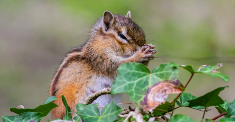 These Animals Are Digging Up Bulbs In Michigan Gardens Each Spring