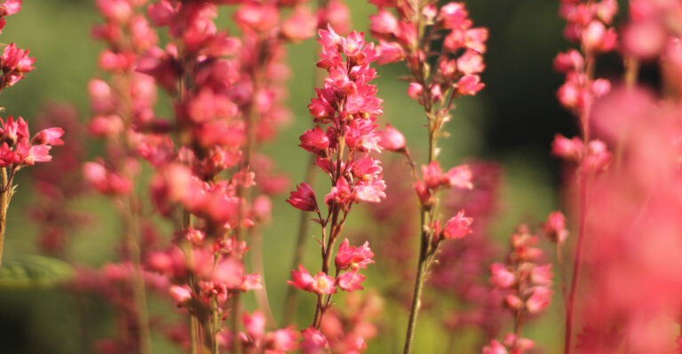 These Are 10 Perennials Oregon Gardeners Are Planting Instead Of Roses