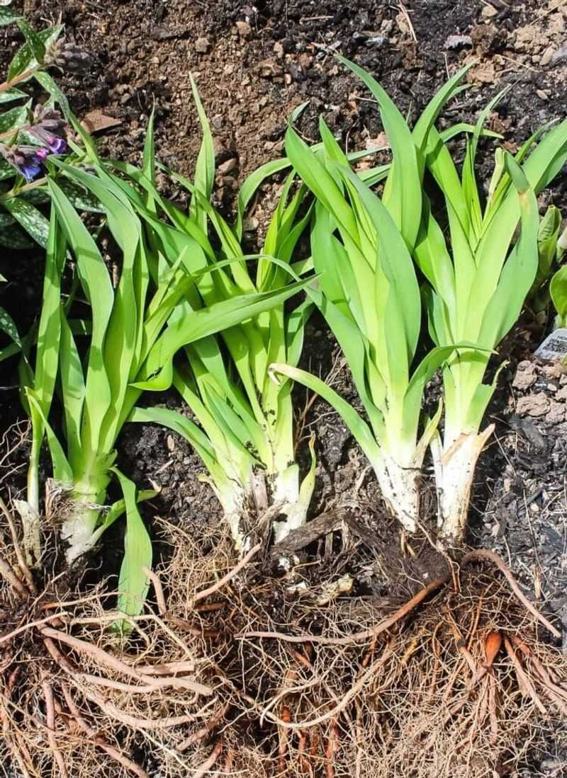 Refresh Overgrown Clumps With Daylilies